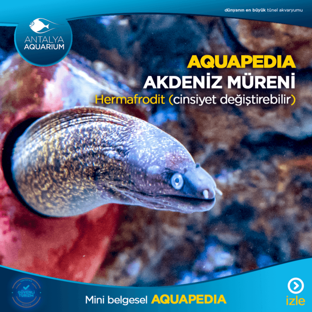 Akdeniz Müreni