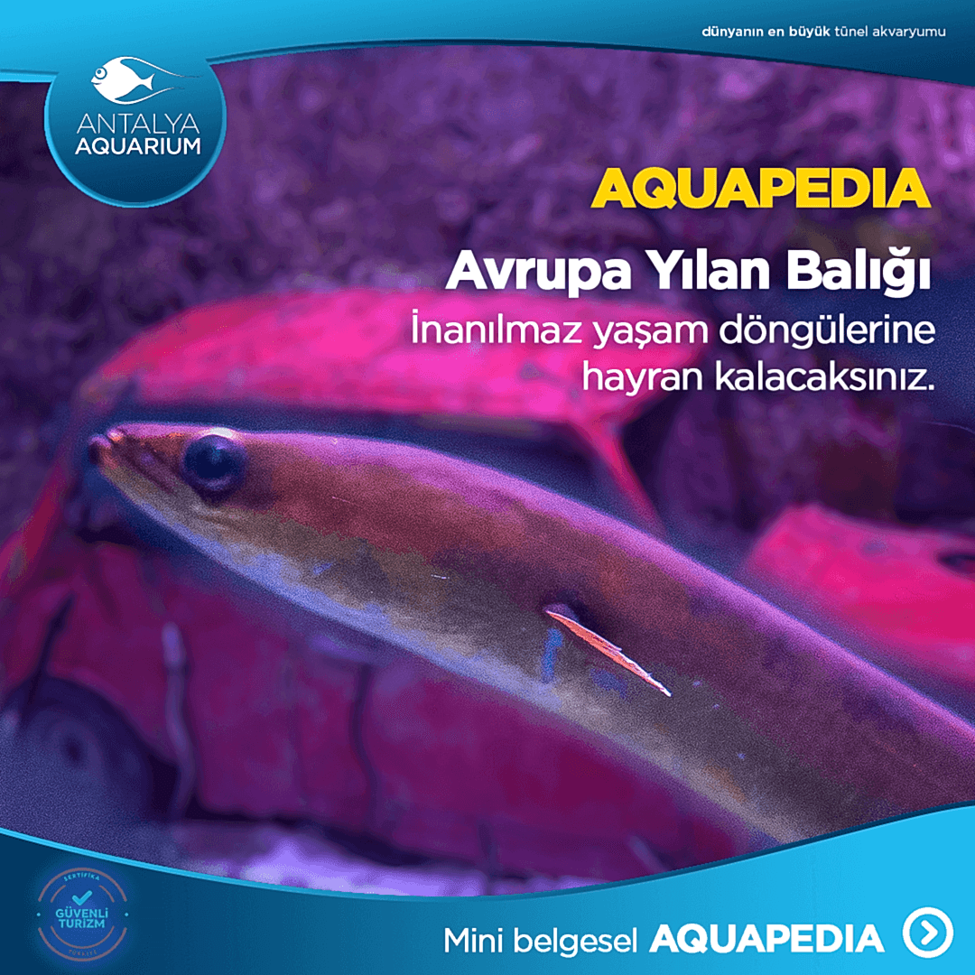 Avrupa Yılan Balığı