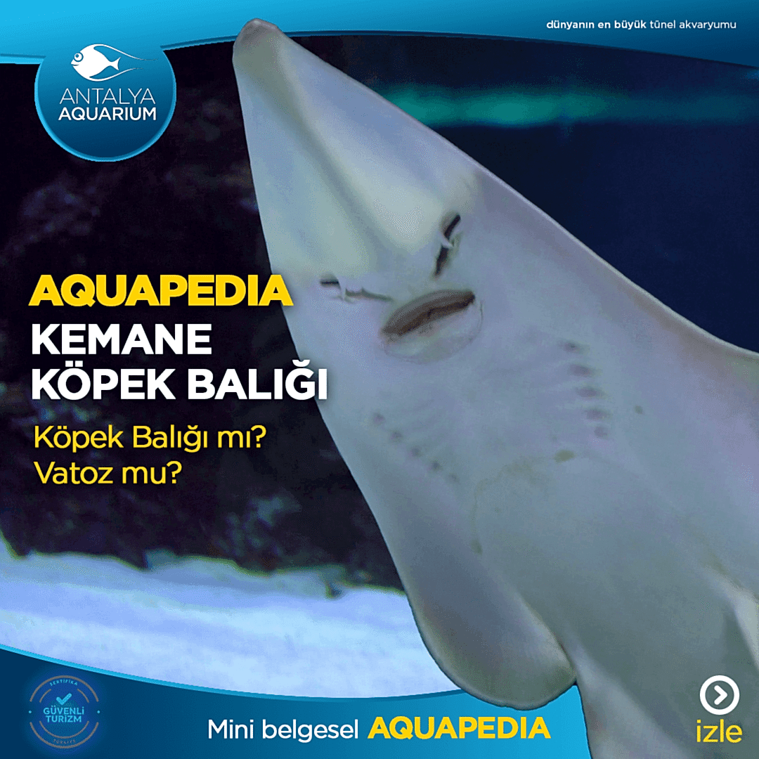 Kemane Köpek Balığı