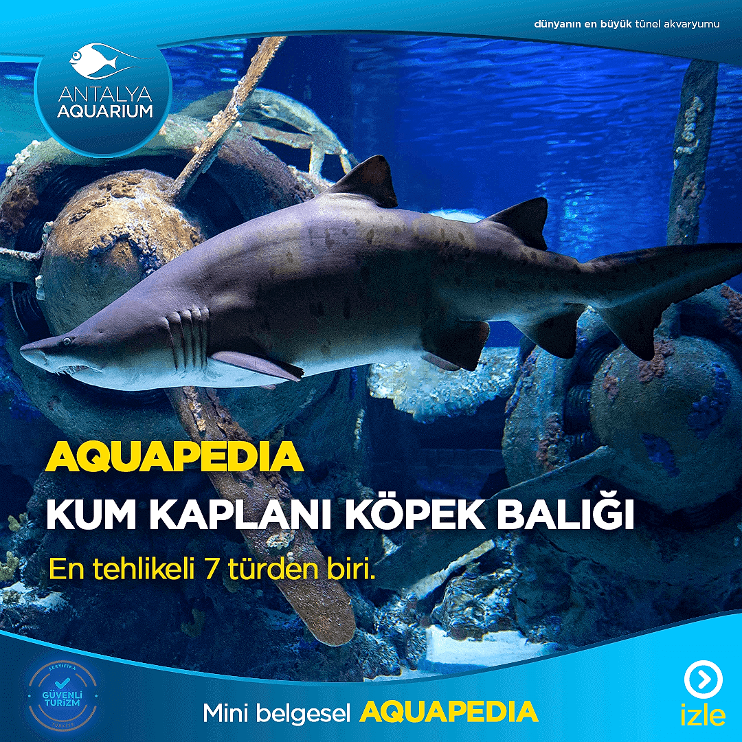 Kum Kaplanı