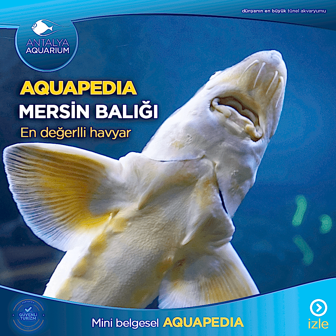 Mersin Balığı